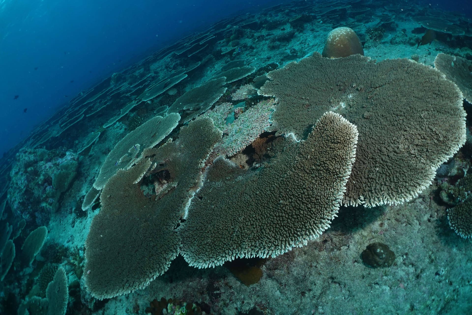 Ocean Indien